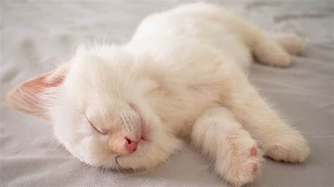 Cute Baby Kittens Sleeping In Most Adorable Ways