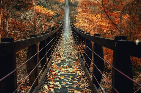Download 768x1024 Timber Bridge Autumn Fall Long Trees Wallpapers