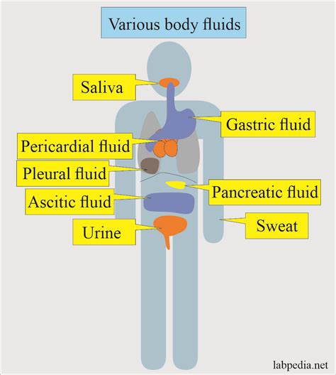 Fluid Analysis Normal Findings Of Various Body Fluids