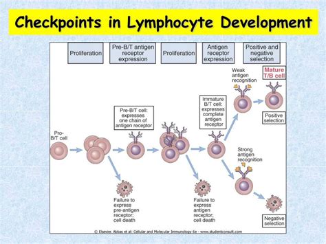 Ppt Lymphocyte Development And Generation Of Lymphocyte Antigen