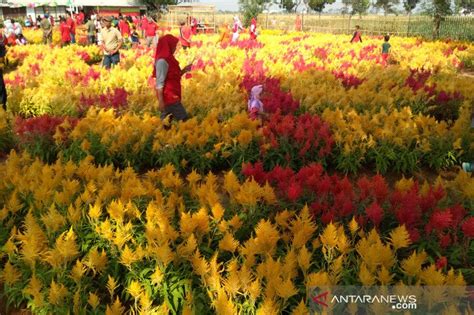 Erek erek barang 2d 3d 4d 3. Kode Alam Kebun Bunga - Breaking News Geger Temuan Mayat ...