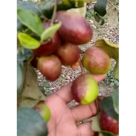 Kashmiri Apple Ber Plant For Fruits At Rs 65piece In Nagpur Id 19417424497
