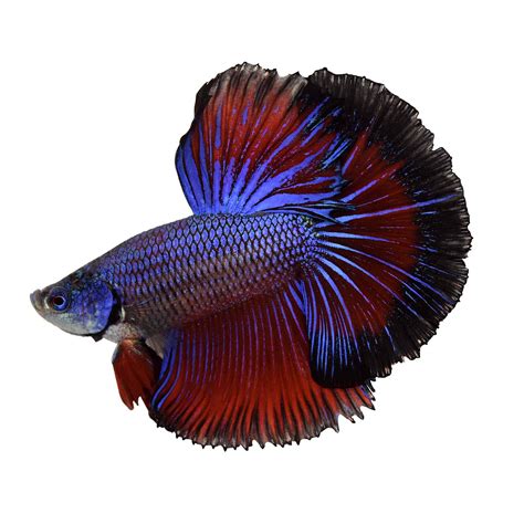Betta splendens (commonly known as the siamese fighting fish or betta) is a freshwater fish that can be found in cambodia, laos, malaysia, indonesia, thailand, and vietnam. Male Halfmoon Betta Fish | Siamese Fighting Fish - Extra ...