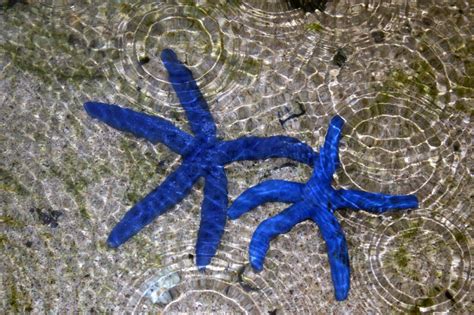 Death In The Stars A Virus Decimates Sea Star Populations Along The