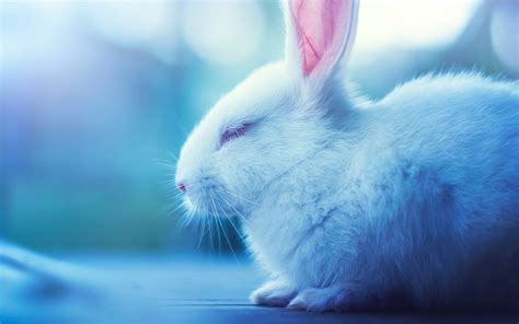 Cute Bunny Wallpapers ·① Wallpapertag