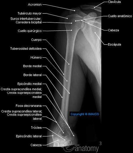 Radiología E Imagen Para El Diagnóstico Anatomía Radiológica Del Brazo
