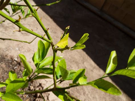 It has not been maintained for quite some time if leaves are opposite each other, then cut straight. My first Meyer Lemon tree in the heat of Arizona