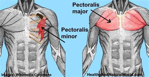 Pectoral Muscles Anatomy