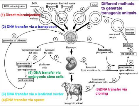 Through the alterations of these genes, techniques in the study of genetics are generally known as recombinant dna technology. Different methods to generate transgenic animals production and some... | Download Scientific ...