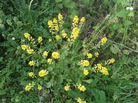 Maybe you would like to learn more about one of these? Photos of Nature: Photos Of Weeds With Yellow Flowers