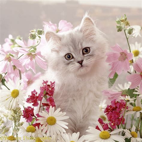 Fluffy Kitten Among Daisy Flowers Photo Wp38769