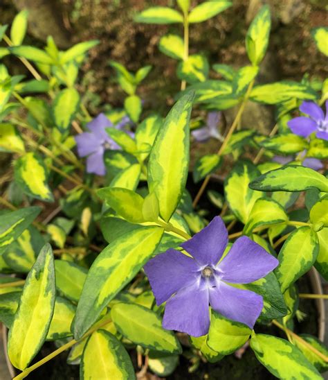 Vinca Minor Illumination Woodfields Nursery