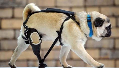 Edward, il cane con tre zampe che ora può camminare