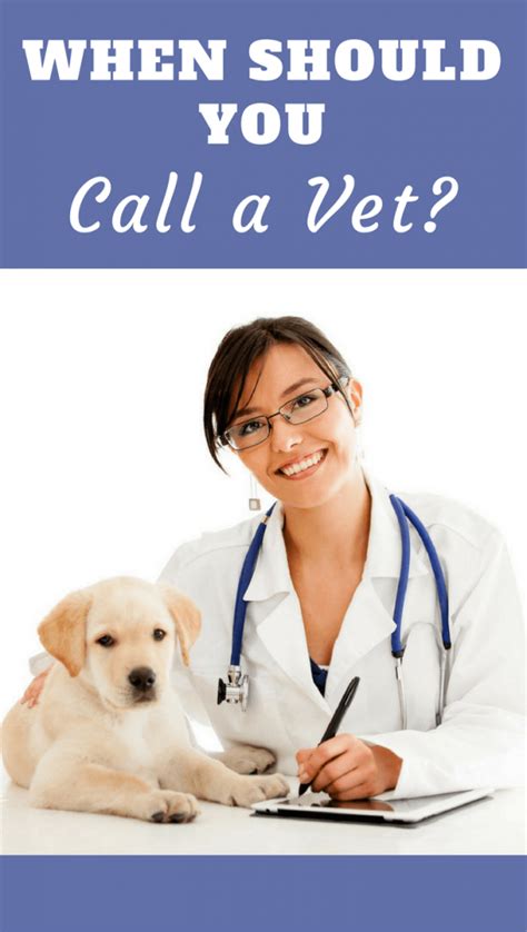 Cats are autonomous creatures that over time domesticated themselves into our lives. When To Call The Vet - Symptoms To Look Out For | Dog ...