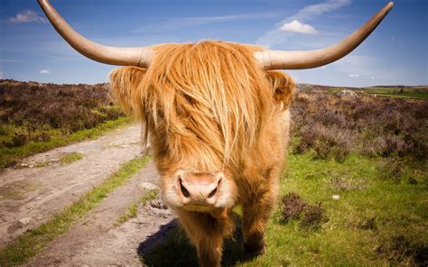 highland cattle hd wallpapers backgrounds wallpaper abyss