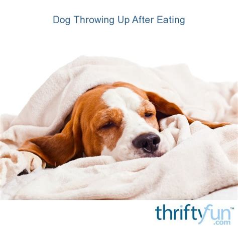 Such pets often refuse to eat most commercially available. Dog Throwing Up After Eating? | ThriftyFun
