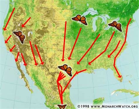 Monarch Watch Migration And Tagging Fall Migration