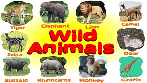 Wild Animals Pictures With Names For Kids Wild Animals