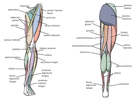 Leg Diagram Anterior