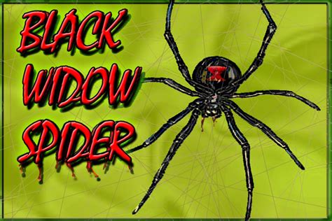 Black widow spiders are often attracted to a building, home, or other structure by spider removal: How To Kill Black Widow Spiders | HubPages