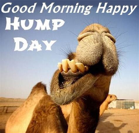 Good Morning Happy Hump Day Pictures Photos And Images For Facebook Tumblr Pinterest And