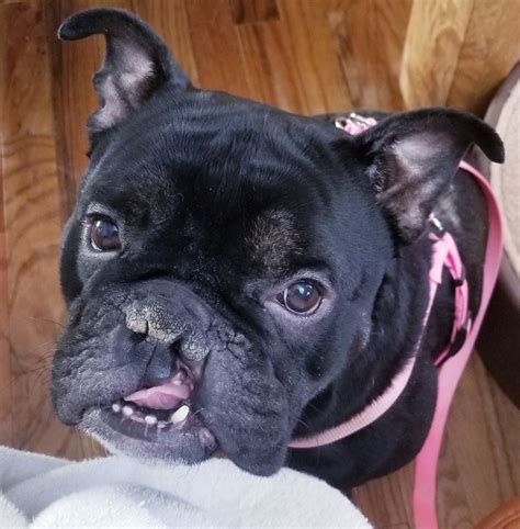 Cherry eye in your french bulldog occurs when they experience a prolapse of the third gland in their eyelid, causing itching, redness, and other irritation. Ezmeralda - Medical Hold | Georgia English Bulldog Rescue