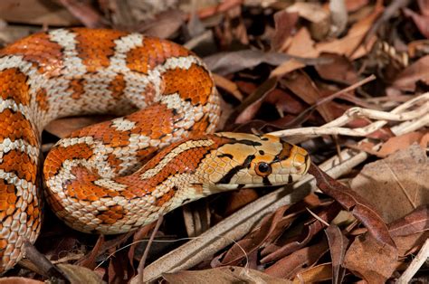 Zamensis Situla Leopard Snake Arron Tuggle Flickr