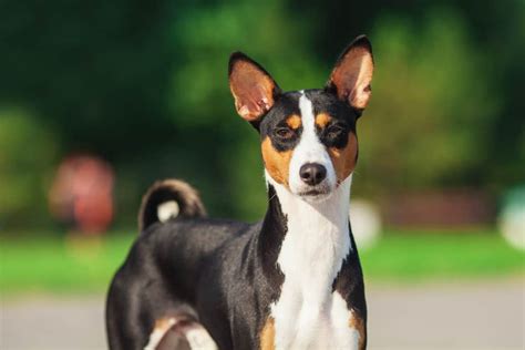 Basenji Are These Dogs Dangerous To Have As Pets K9 Web