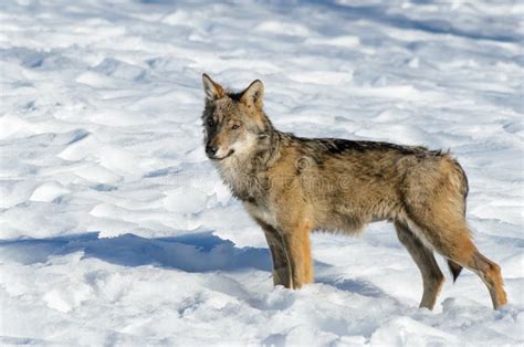 Italian Wolf Canis Lupus Italicus Stock Photo Image Of Coat