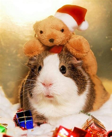 We did not find results for: Pin on Best Guinea Pig Board