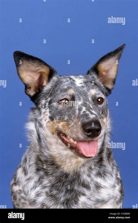 Portrait Of Australian Cattle Dog Stock Photo Alamy