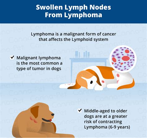 What Causes Swollen Lymph Nodes In Dogs Canna Pet®