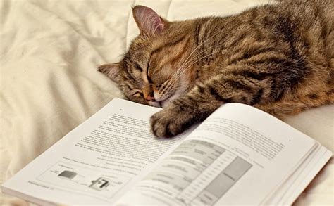 Sleepy Cat Reading Book Cat Cats Sleepy Animals Animal Hd