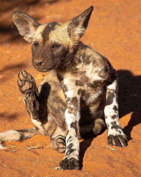 🔥 African Wild Dogs Have 4 Toes On Each Paw Unlike Other Canids Which