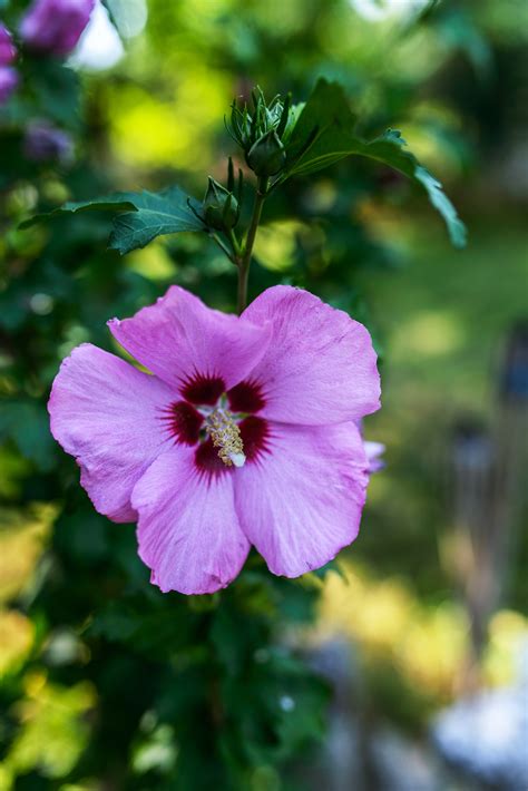 Hibiscus plants are susceptible to several common pests that might cause problems. The Top 5 Shrubs that Do Well in New Mexico - Taylor's ...