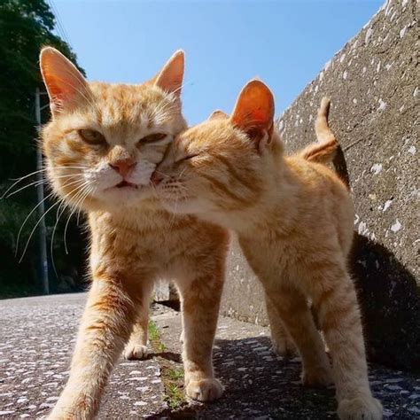 ✓ charakter die süße singapura katze ist eine rarität, denn die anzahl der (seriösen) züchter in deutschland, österreich. Ein weiterer Aspekt der Katzenkörpersprache ist das ...