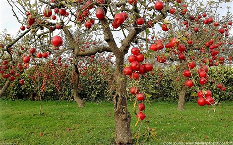 Mature trees are pruned for maintenance, while young trees are trained to grow in a certain shape by the pruning process. Interesting facts about apples | Just Fun Facts