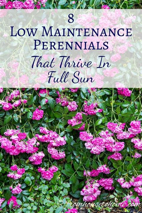 Check spelling or type a new query. Full Sun Perennials: 10 Beautiful Low Maintenance Plants ...