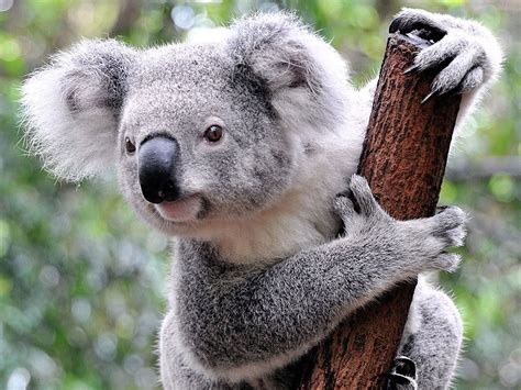 Koala Appearance Diet Habitat And Facts Britannica