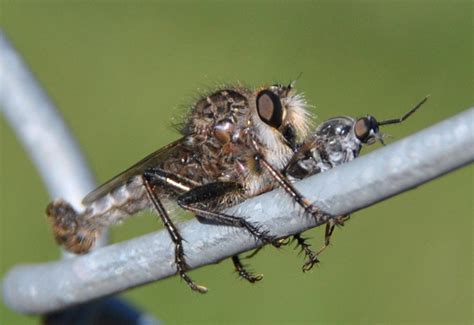 Robber Flies Archives - Page 7 of 52 - What's That Bug?