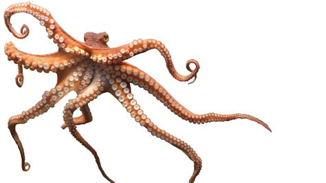Free Octopus Png Download Free Octopus Png Png Images Free Cliparts On Clipart Library