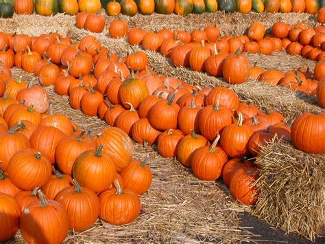 Pumpkins Come Packed Full Of Health Benefits