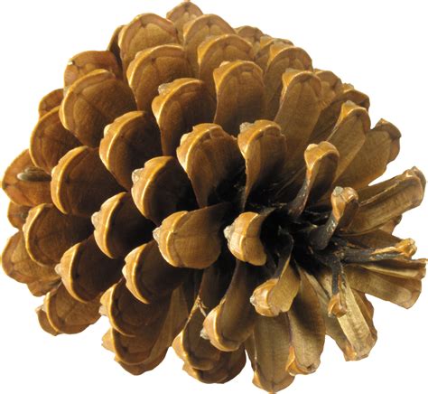 Pinecone clipart branch brown, Pinecone branch brown Transparent FREE for download on ...