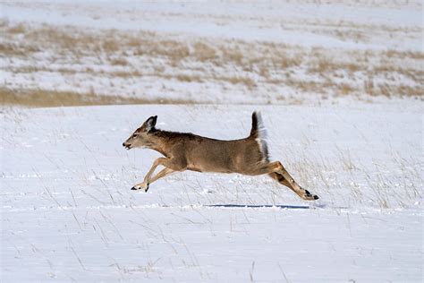 White Tailed Deer Bernieduhamel61hlen Bernie