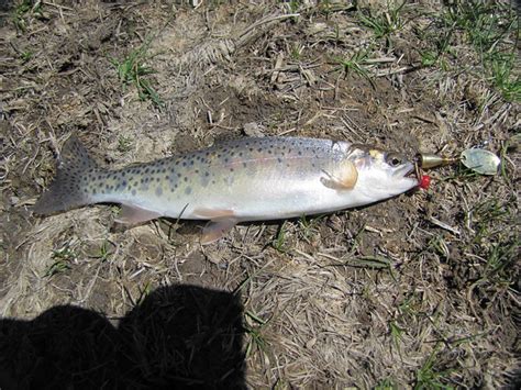 Hybrid Cut Bow Trout Flickr Photo Sharing