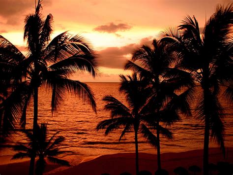 Sunset On Coconut Tree Wallpaper Nature Wallpaper