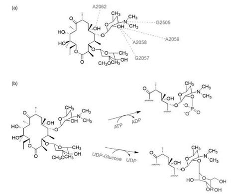 Figure 12 Macrolide Modifying Enzymes Macrolide Antibiotics Such As