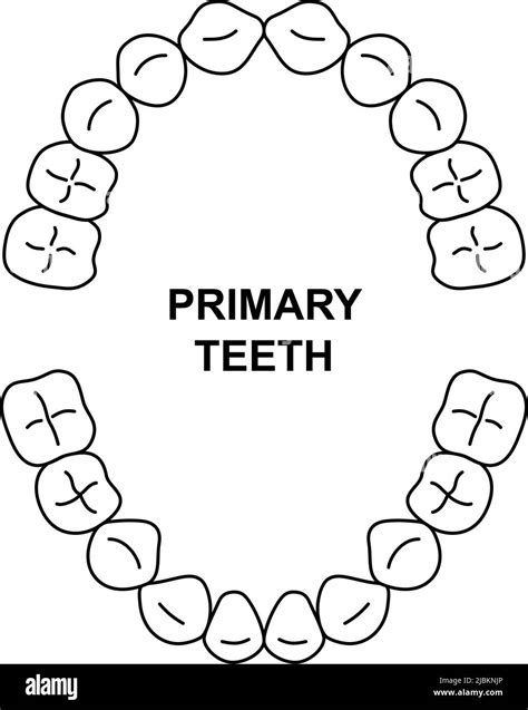 Primary Teeth Dentition Anatomy Child Upper And Lower Jaw Child Tooth