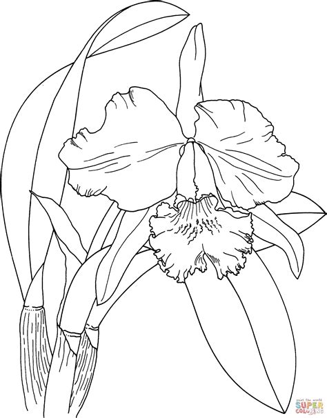 Dibujo De Orquídea De Pascua Cattleya Para Colorear Dibujos Para