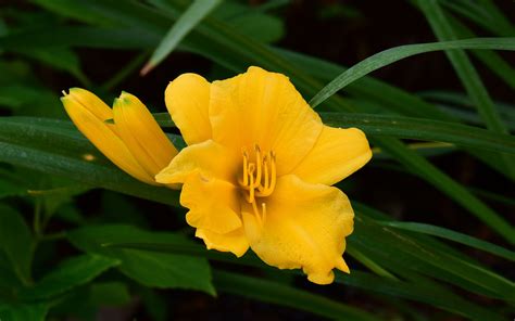 Download Wallpaper 3840x2400 Daylily Flowers Petals Macro Yellow 4k